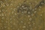 Polished Fossil Rugose Coral Slab - Morocco #259782-1